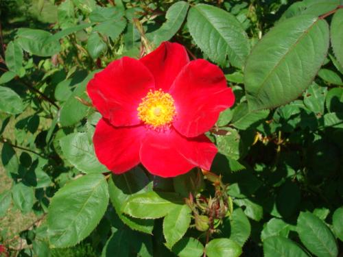 gallery_12789_1345_141163.jpg