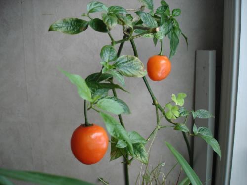 gallery_27171_4057_20400.jpg