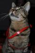 tn_gallery_7606_1741_65538.jpg