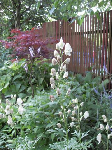 gallery_20295_3119_211587.jpg