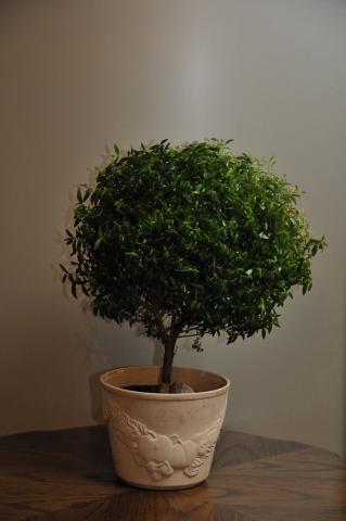 gallery_4207_3815_14842.jpg