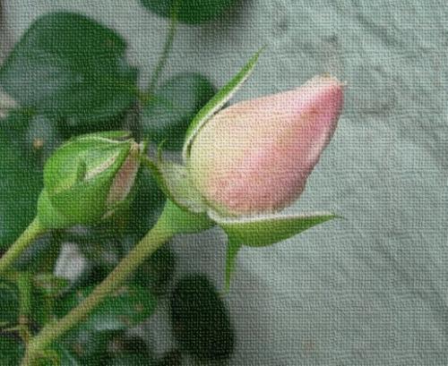 gallery_16329_4563_48219.jpg