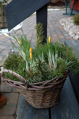 gallery_4207_3624_147980.jpg