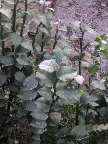 gallery_26491_4641_120480.jpg