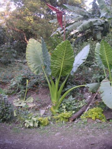 gallery_26491_4641_136614.jpg