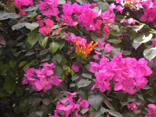 gallery_26491_4641_51032.jpg