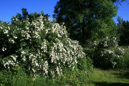 gallery_27160_4648_153565.jpg