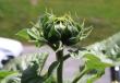 tn_gallery_41332_4668_7345.jpg