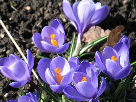 gallery_19305_2975_18278.jpg