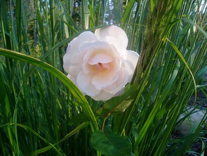 gallery_41048_4705_5457.jpg