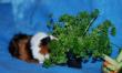 tn_gallery_2529_1143_1418.jpg