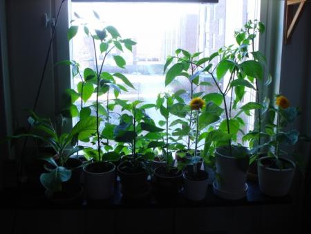 gallery_32909_4717_155290.jpg