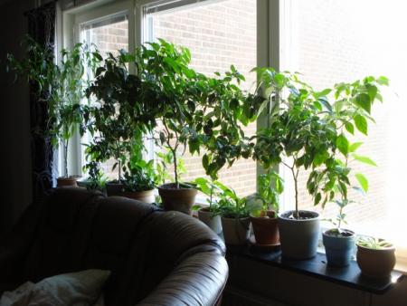 gallery_32909_4717_29551.jpg