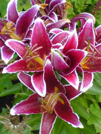 gallery_15106_4725_10585.jpg