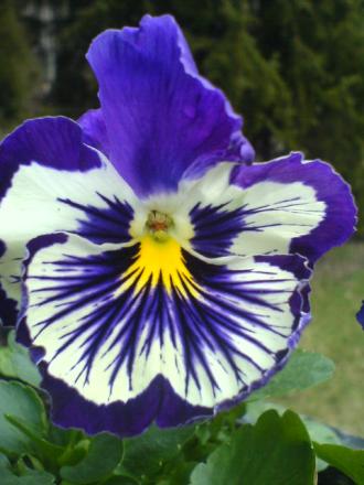 gallery_15106_4725_27619.jpg