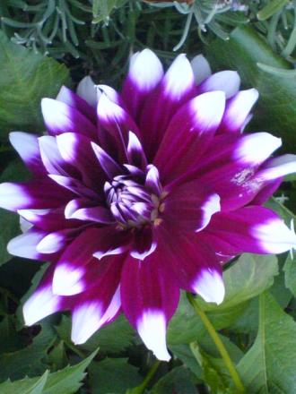 gallery_15106_4725_3087.jpg