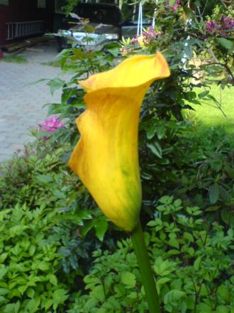 gallery_15106_4725_49779.jpg