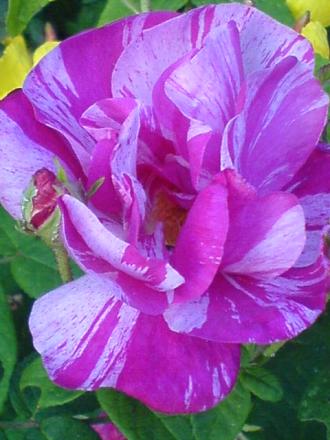 gallery_15106_4725_58360.jpg