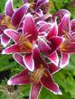 tn_gallery_15106_4725_10585.jpg