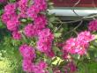 tn_gallery_15106_4725_231065.jpg