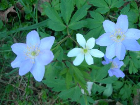 gallery_16329_4710_105556.jpg