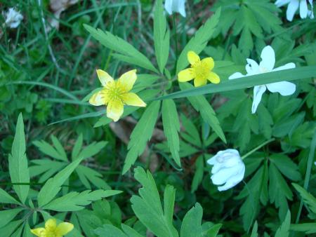 gallery_16329_4710_65607.jpg