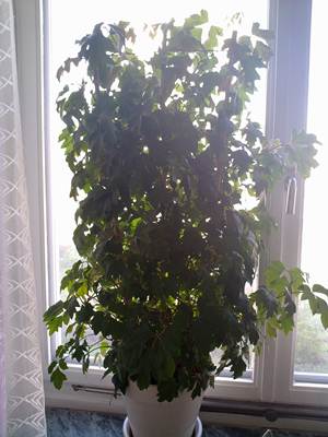 gallery_41885_4709_7030.jpg
