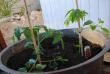 tn_gallery_44138_4743_172602.jpg