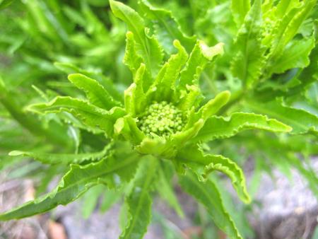 gallery_46709_4750_121767.jpg