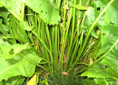 gallery_46709_4750_214905.jpg