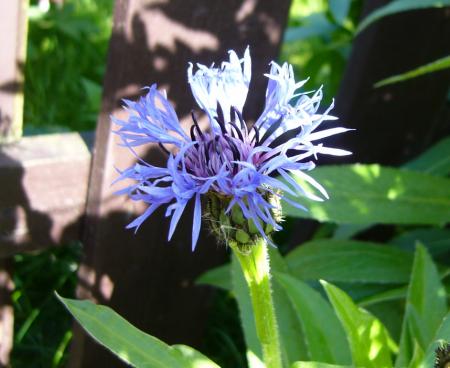 gallery_10019_4772_176502.jpg
