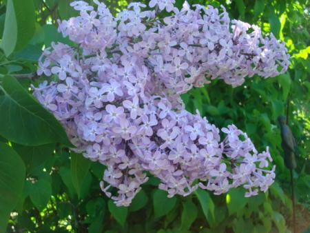 gallery_12789_4771_137932.jpg