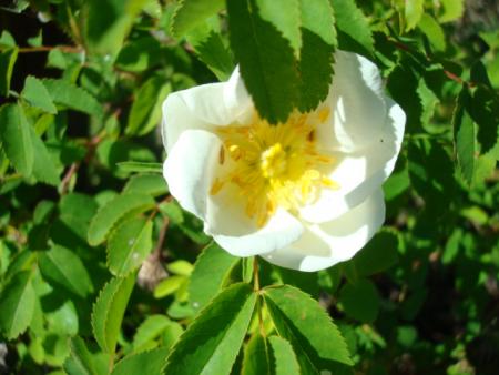 gallery_12789_4771_71188.jpg