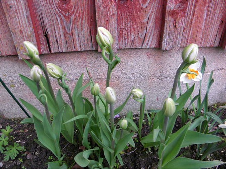 gallery_23204_4778_87792.jpg