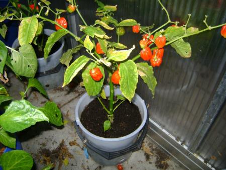 gallery_15963_4776_233857.jpg