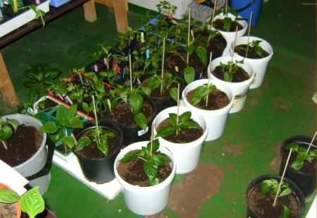 gallery_15963_4776_75564.jpg