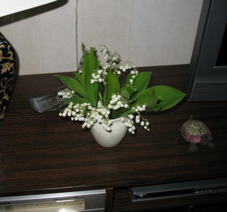 gallery_19305_2973_78610.jpg