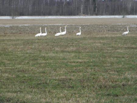 gallery_23204_4778_13615.jpg