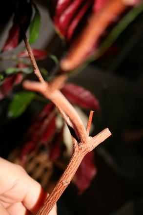 gallery_48222_4777_58823.jpg