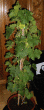 tn_gallery_42277_4775_20310.gif