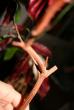 tn_gallery_48222_4777_58823.jpg