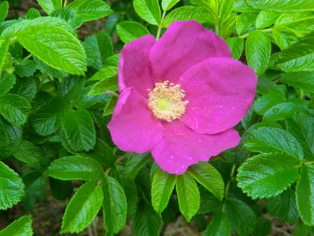gallery_12789_4771_103329.jpg