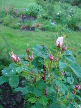 gallery_12789_4771_140892.jpg
