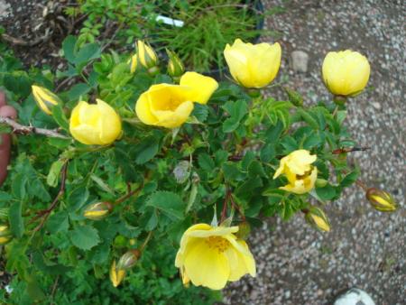 gallery_12789_4771_17307.jpg