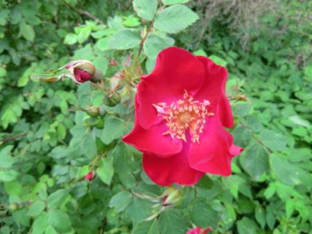 gallery_12789_4771_69067.jpg