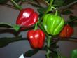 tn_gallery_34388_4629_192421.jpg