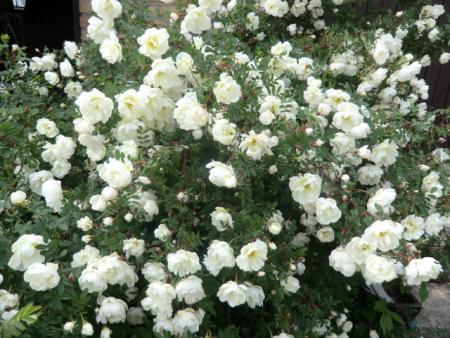 gallery_12789_4771_206646.jpg