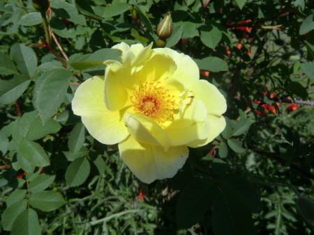 gallery_12789_4771_3592.jpg