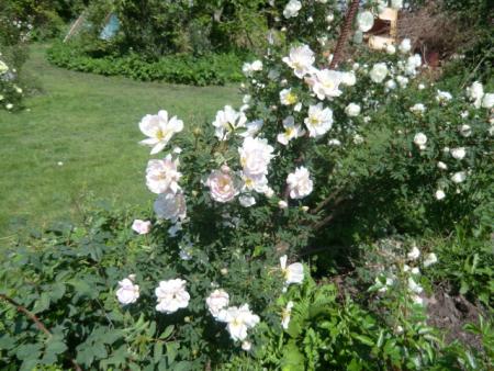 gallery_12789_4771_40335.jpg