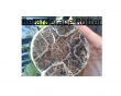 tn_gallery_22289_4787_158467.png